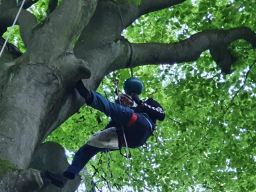 Person klettert mit Sicherheitsausrüstung einen Baum hinunter, umgeben von grünen Blättern.